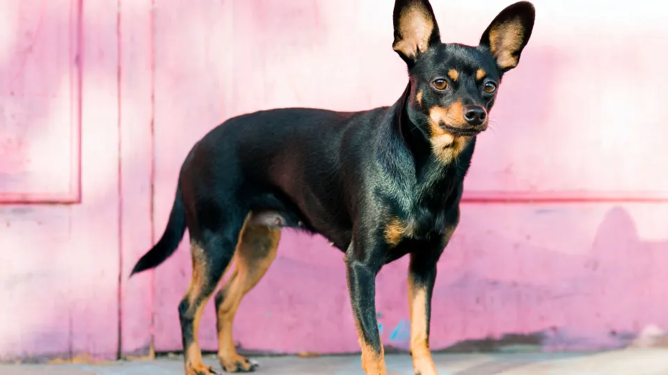 English Toy Terrier (Black &amp; Tan)